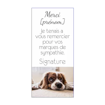 carte remerciement chien blanc merci 